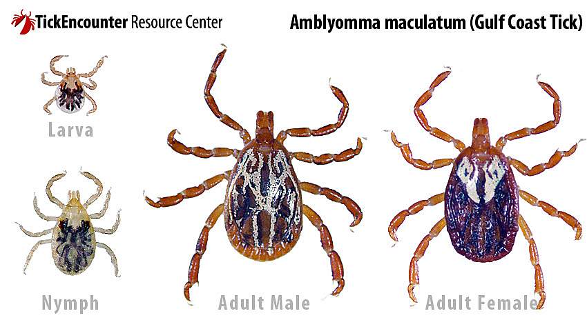 Gulf Coast Tick – Over 55 Years Of Service To The Joppatowne Community